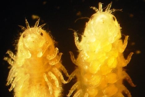 Tell us these aren't the cutest sea monsters you've ever seen.