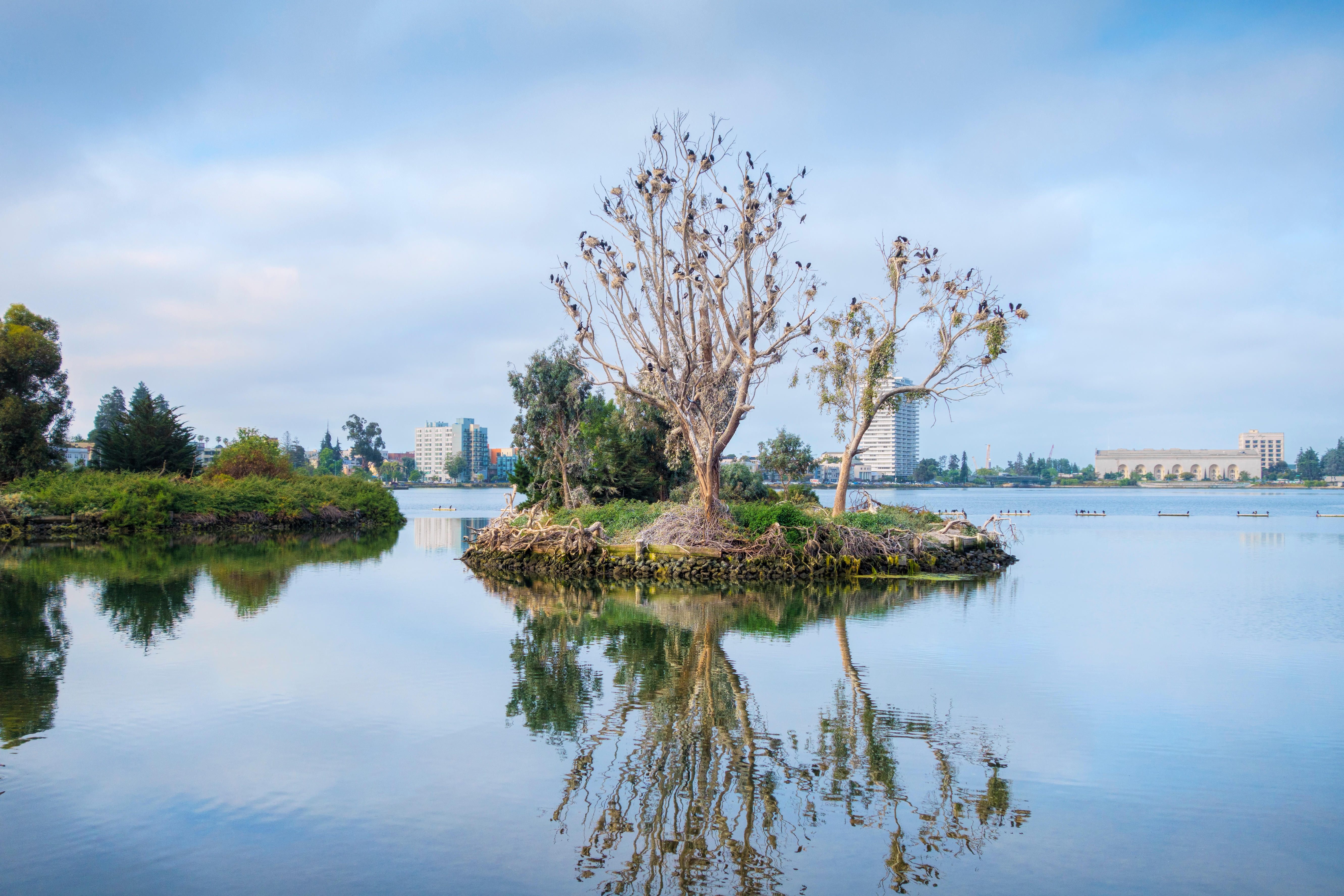 The Long, Complex History of Oakland's Man-Made Bird Islands