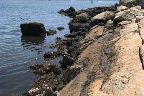 Swim in the ocean at Half Moon Beach, a quiet cove below historic Stage Fort Park