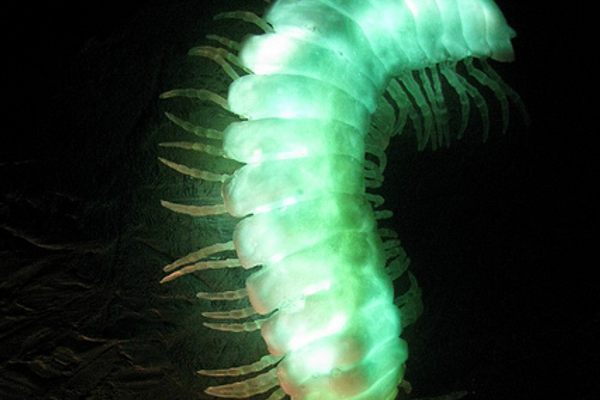 Glowing model of Motyxia sequoiae.