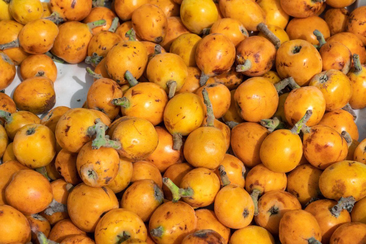 Persimmon Fruit Trees For Sale in Los Angeles