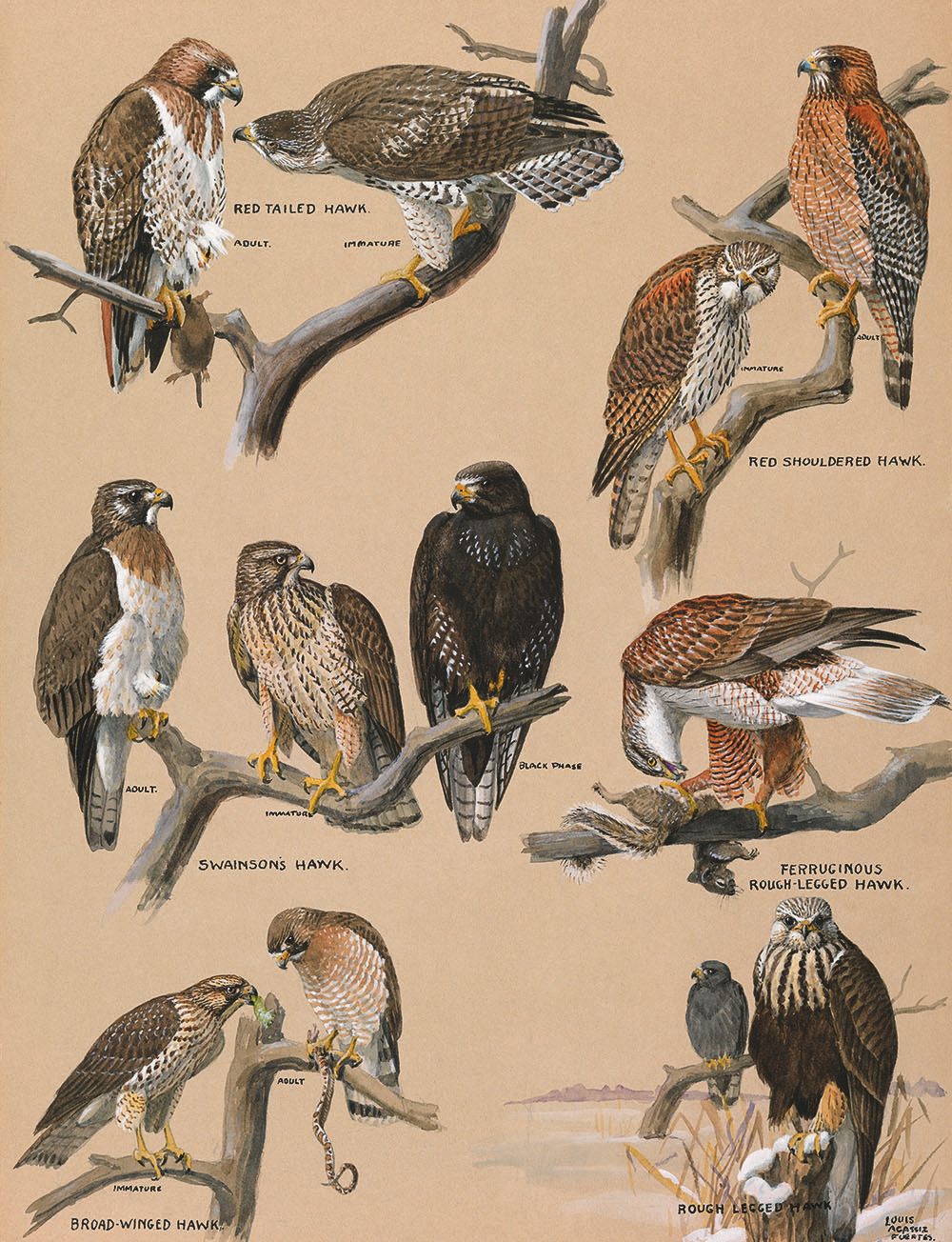 Falcons and Hawks, December 1920.