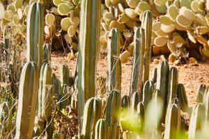 Some of the cacti are over a decade old.