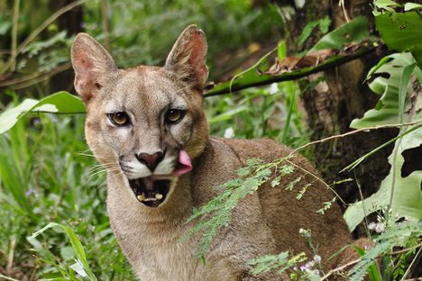 How One Cougar Can Plant 94,000 Seeds a Year