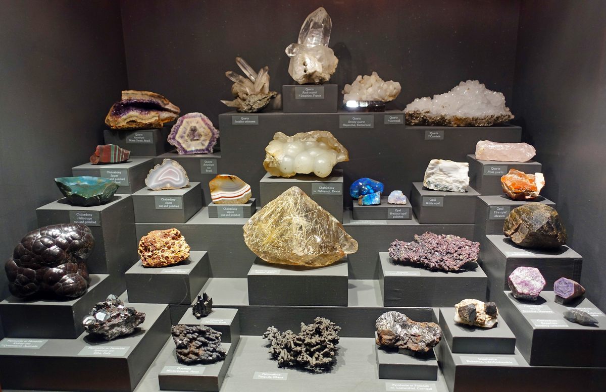 Bristol Museum Natural History Collection – Bristol, England - Atlas ...