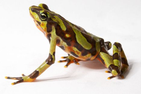 Frogs From Beyond Extinction