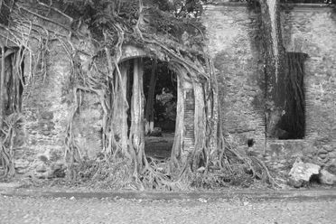 树根和藤蔓占据了大部分建筑。