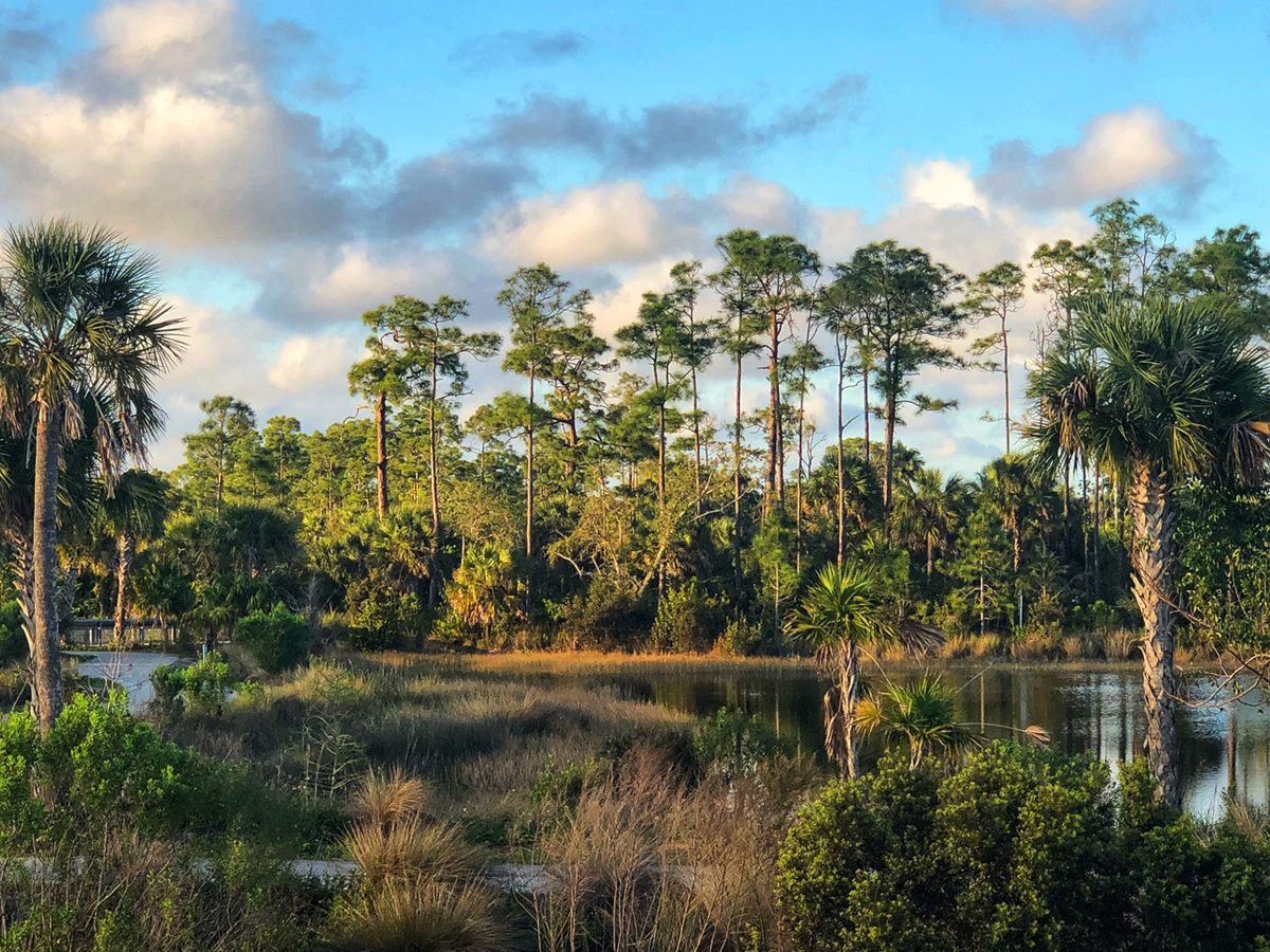 Certain landscapes help the parasite succeed. Wetlands, for example, are a favorite habitat of the parasite's hosts, the opossums.