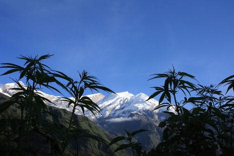 Well-Preserved, 2,500-Year-Old Marijuana Found at Chinese Tomb