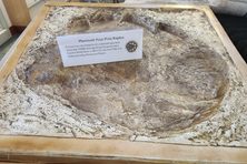 Mammoth footprint replica 