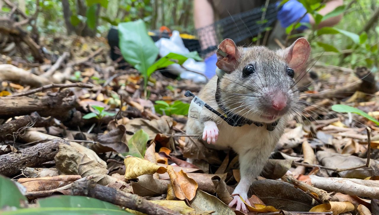 The Key Largo woodrat, which lives only on the northern tip of its namesake Florida island, is one of the world's rarest—and most adorable—rodents.