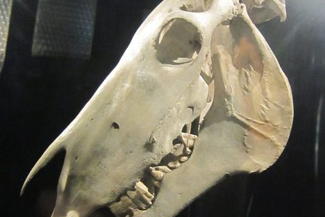 Morbid Monday: The Split Head of Old Billy, the World's Oldest Horse