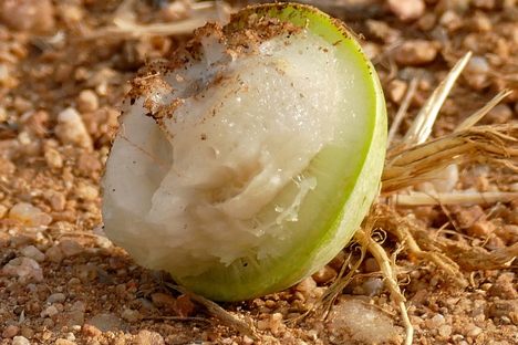 A piece of fallen marula at Kruger National Park.
