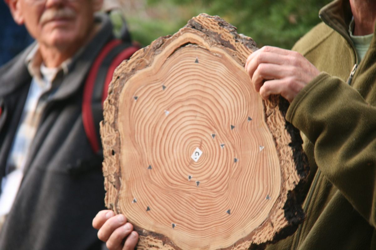 A cross section from an infected Douglas fir; arrow markers point to lesions from an <em>A. ostoyae</em> infection.