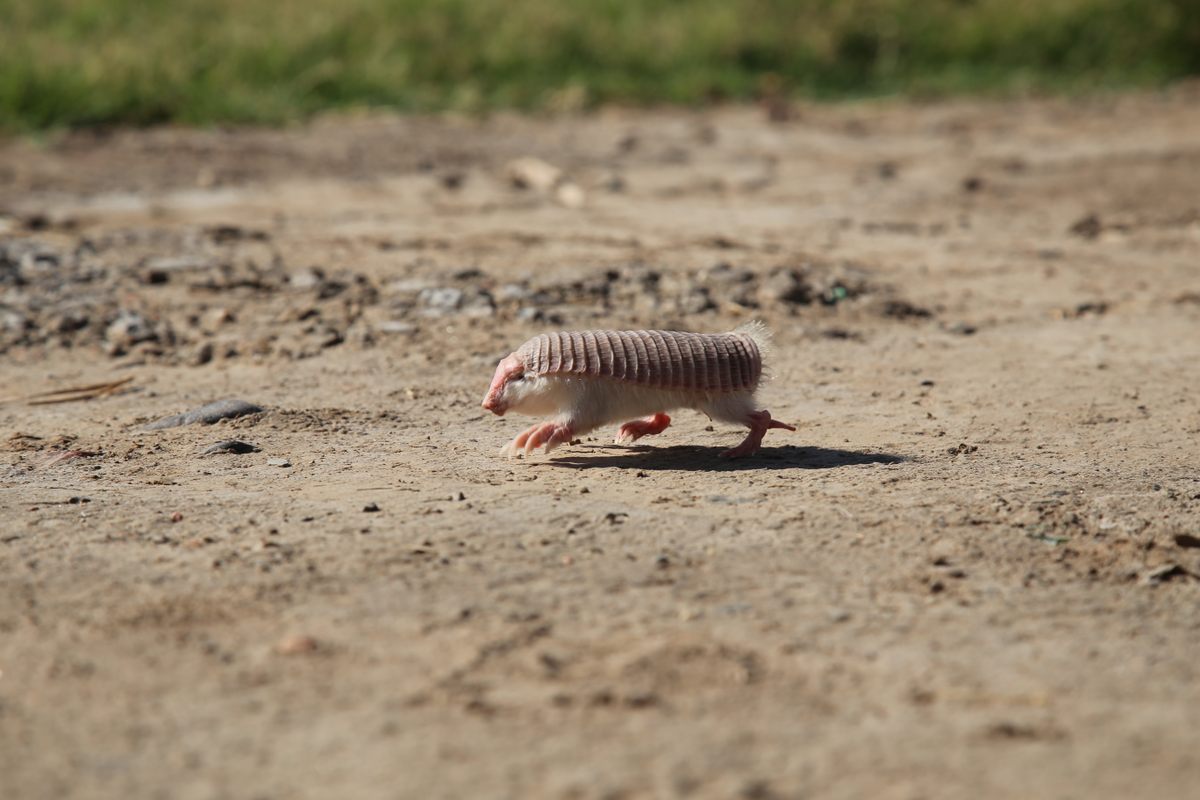 A lucky pink fairy armadillo trots away from researchers after being released back into the wild.