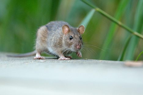 A brown rat in Paris.