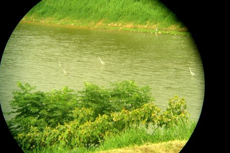 Bird watching with binoculars. 