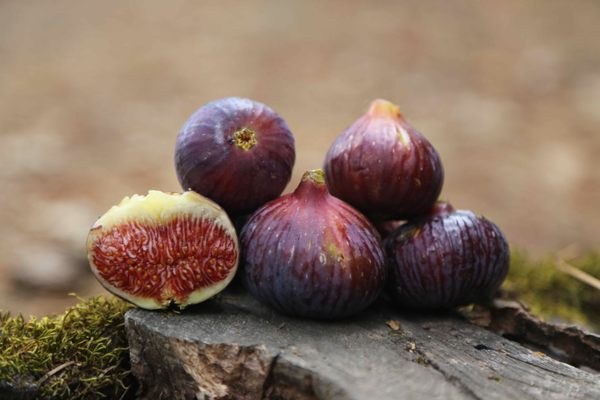 The Felix Gillet Institute discovered this unknown variety, which they named "Fat Fig," growing in Grass Valley, California. 