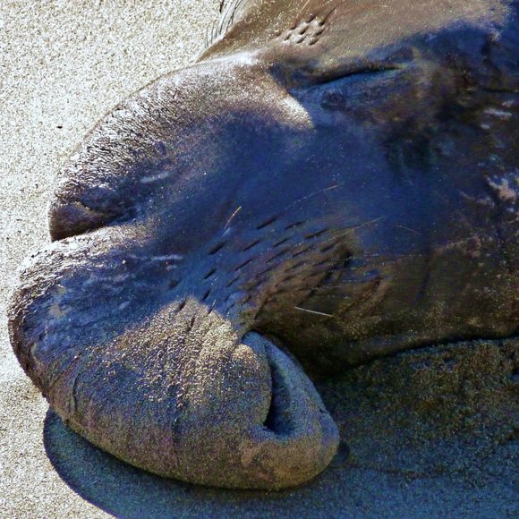 Piedras Blancas Elephant Seal Rookery – San Simeon, California - Atlas  Obscura