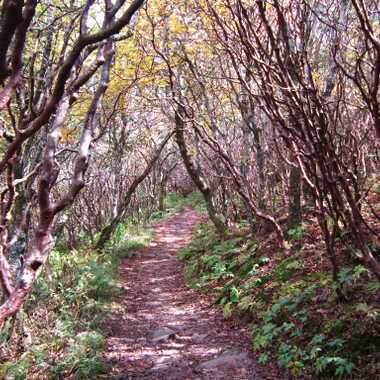 Trail at Craggy.