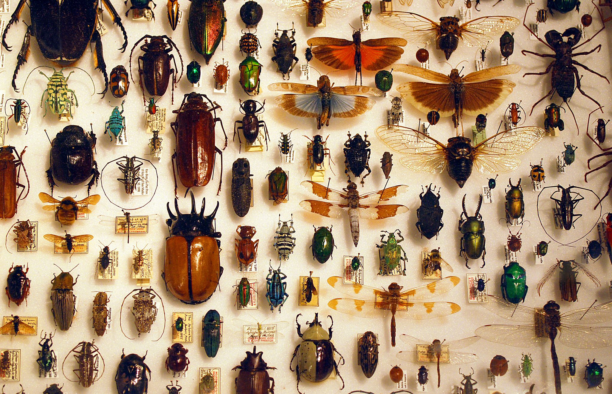 So many species, each with a name.