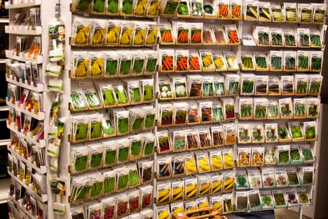 Seeds on display.