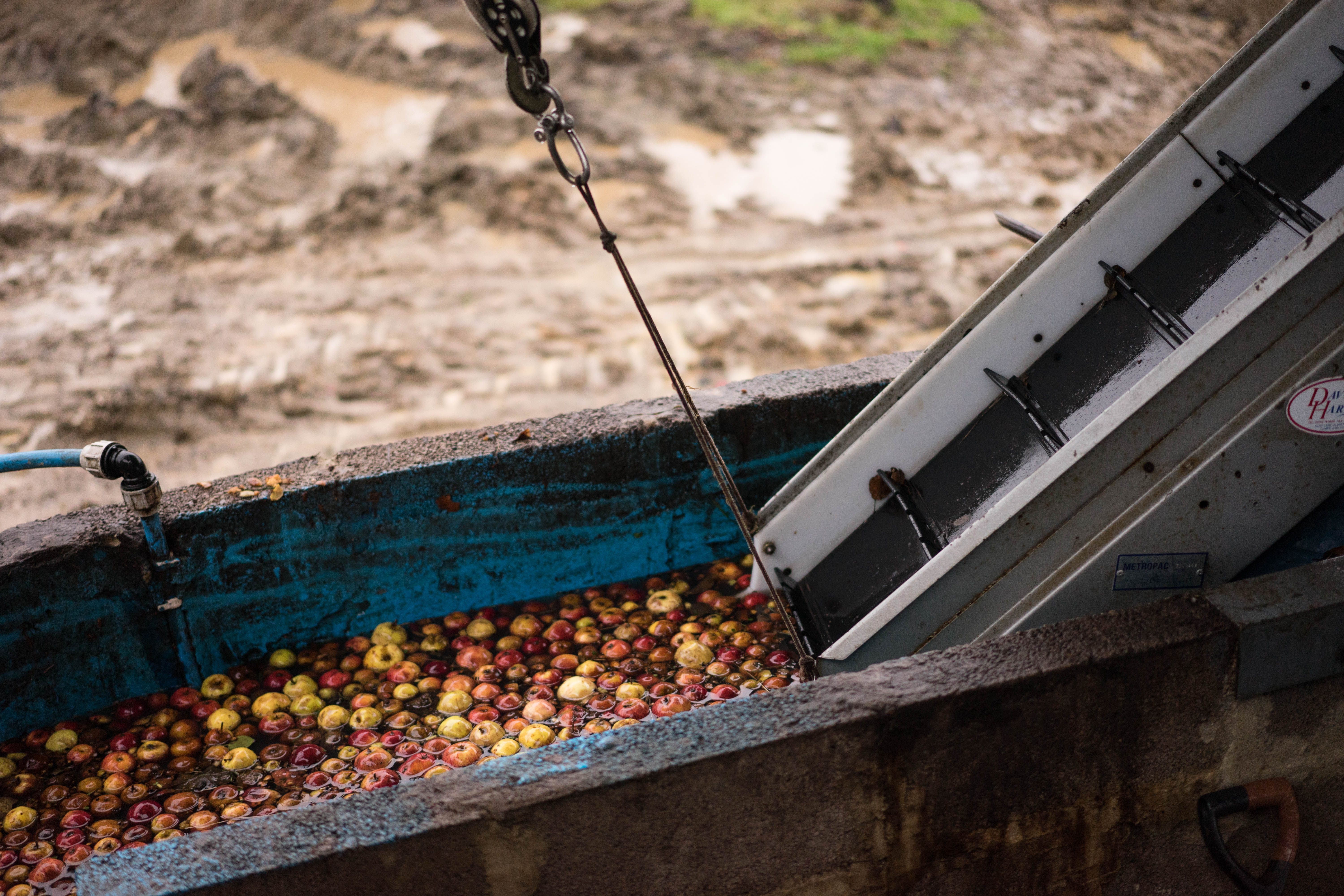 Apples at Dorset Nectar in Bridport, England, before being turned into cider. 