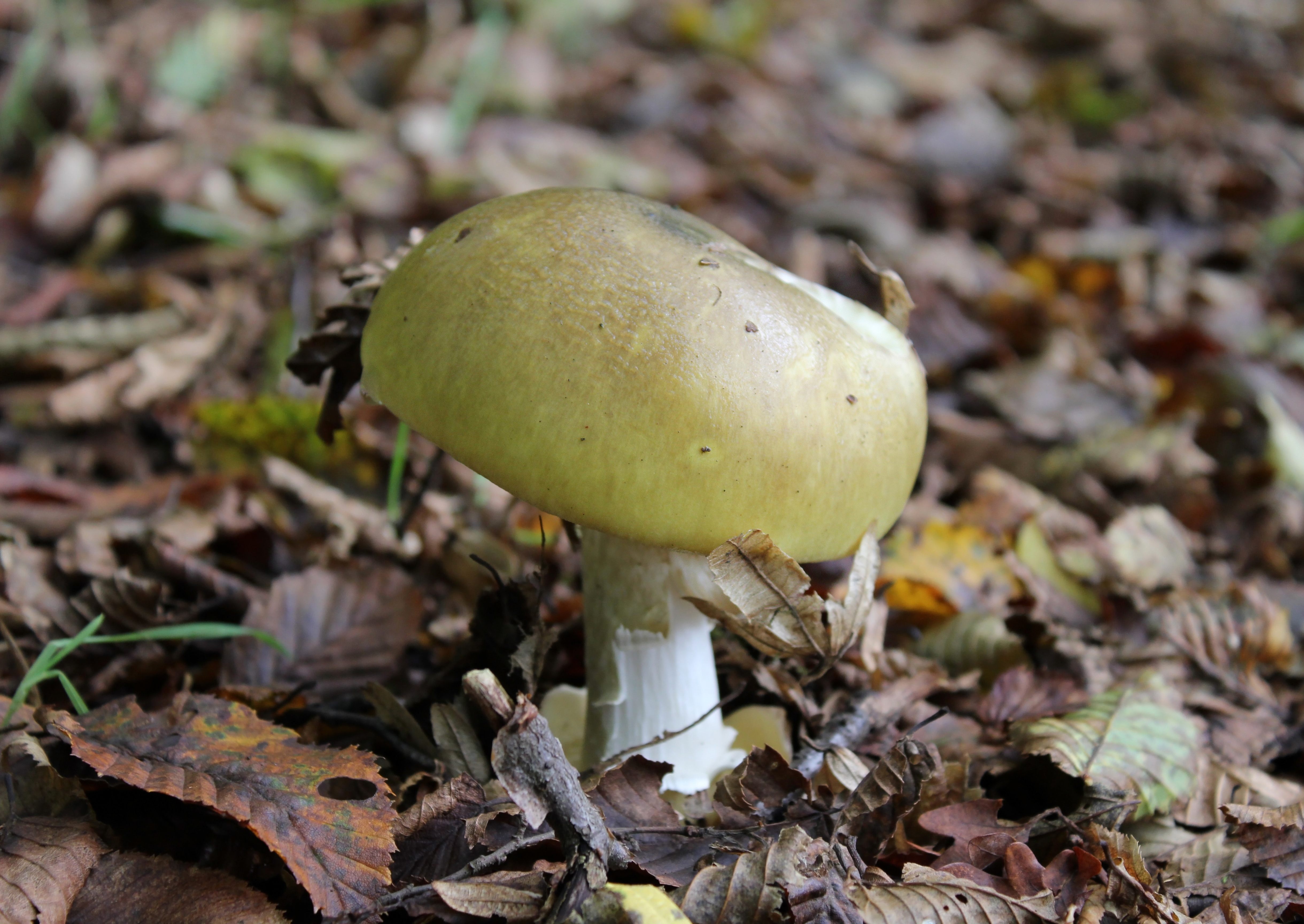 The "death cap" lives up to its name.
