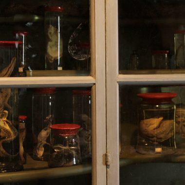 Some wet specimens in the cupboard