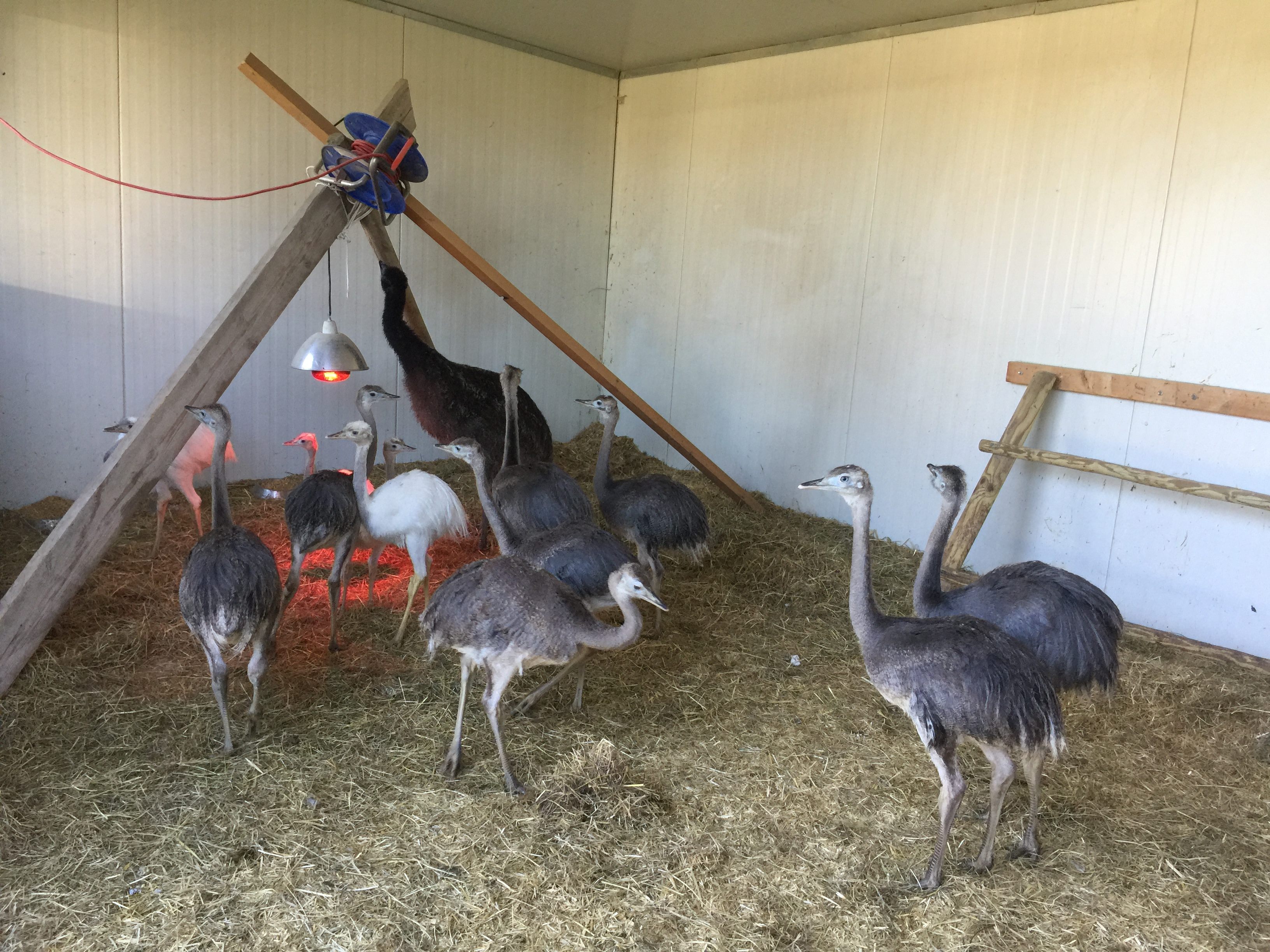 Some amiable inhabitants of Labiomista's farm.