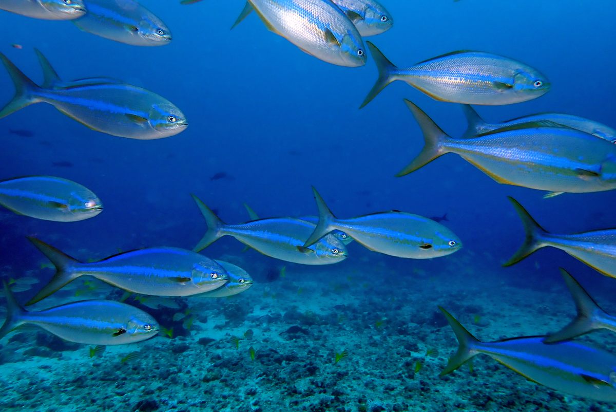 Just south of Marchena Island is a dive spot known to locals as the "fish arena," featuring large schools.