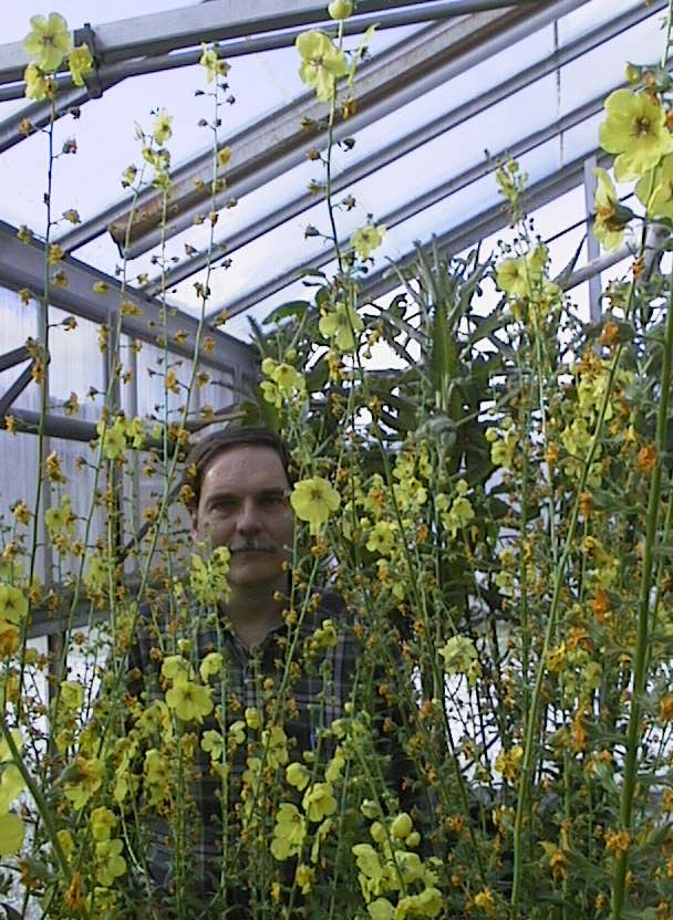 Dr. Telewski in 2001, among some thriving century-old moth mullein.