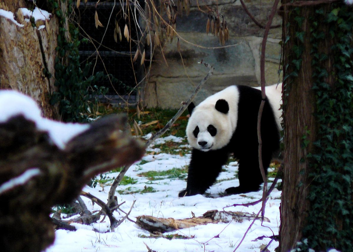 Mei Xiang, possibly looking for snacks?
