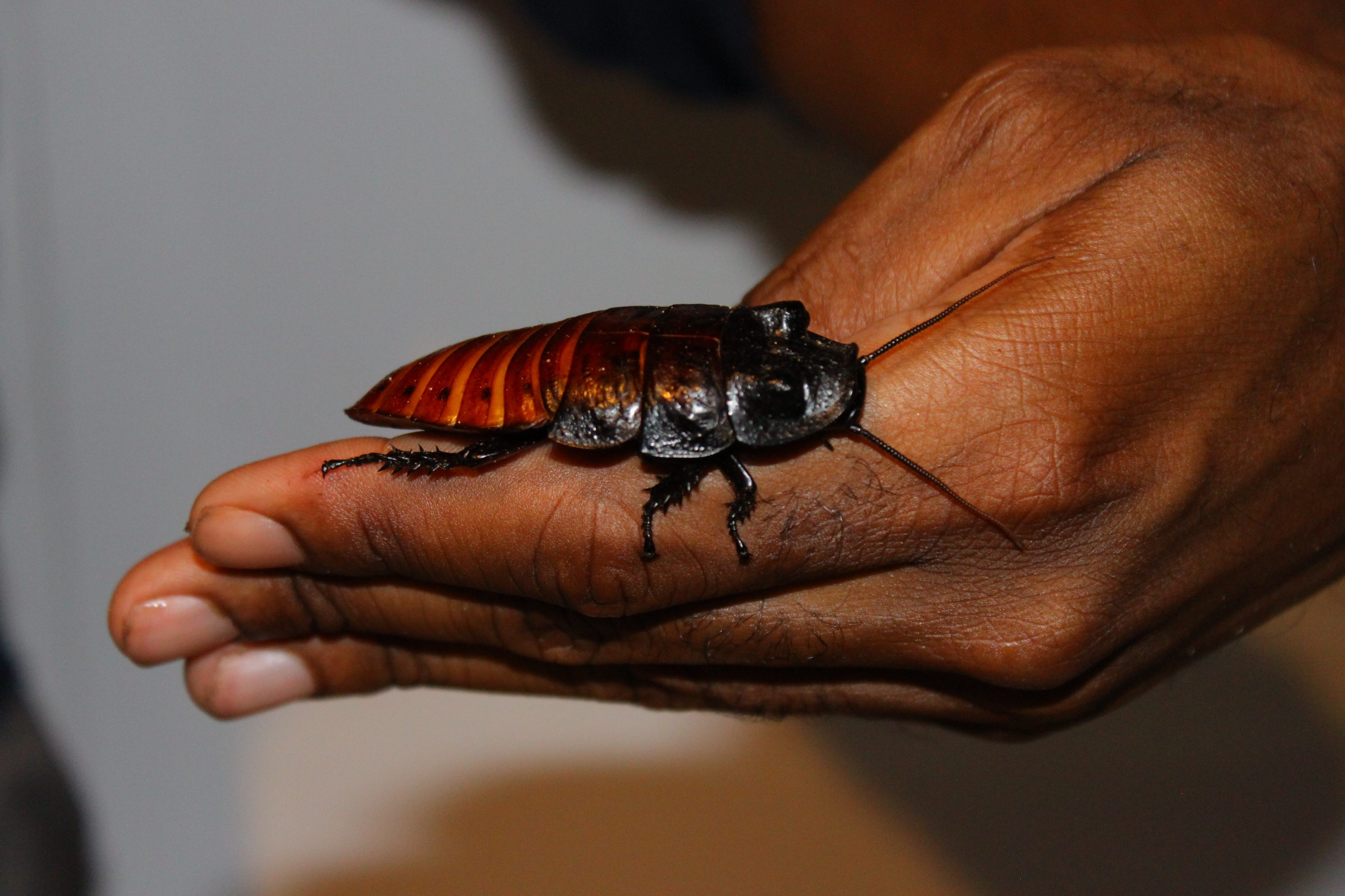 Cockroach