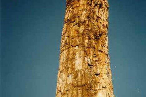 Petrified Forest of Lesbos