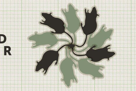 Curious Fact of the Week: The Rat King
