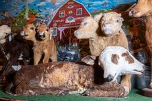 Taxidermy two-headed calves are on display inside San Francisco’s Two-Headed Calf MOOseum.