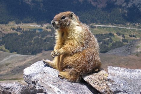 A yellow-bellied marmot sits alone on a rock.