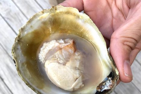 Straight out of Bluff, New Zealand.