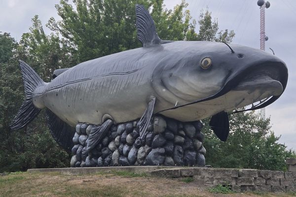 Wahpper: The World’s Largest Catfish