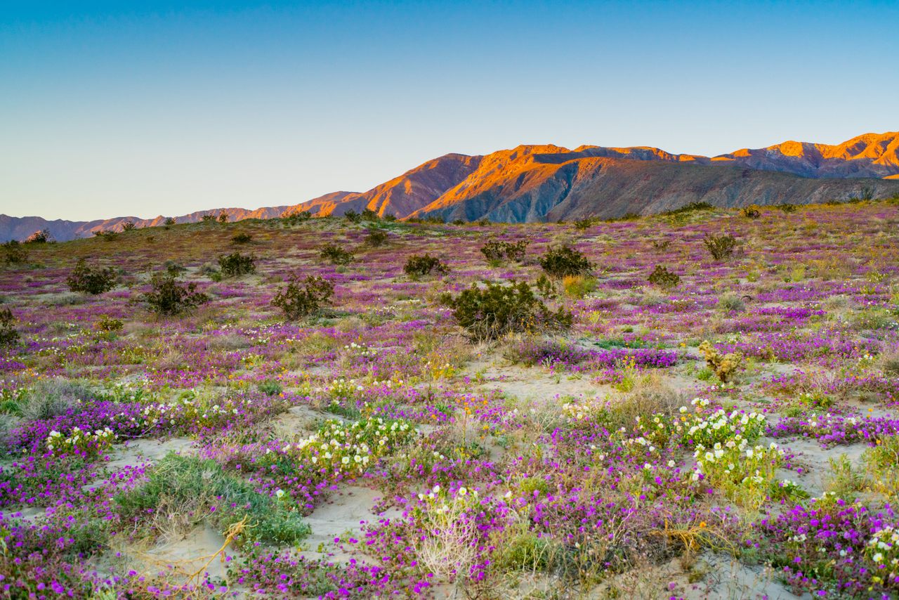 A view of California's 2019 desert super bloom in Borrego Springs.