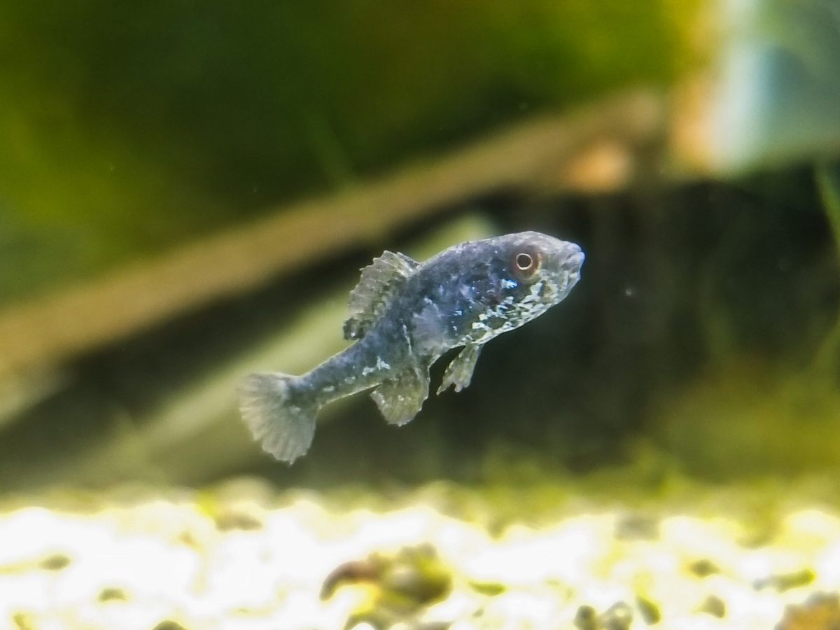 A male spring pygmy sunfish bred at Conservation Fisheries, a biodiversity breeding lab in Knoxville, Tennessee.