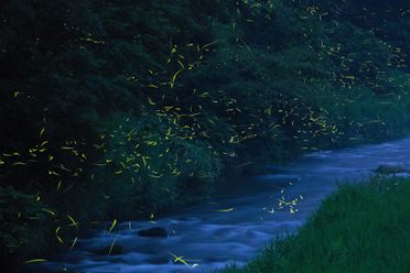 Fireflies glow along Japan's Hino River some 450 miles west of Tokyo. 