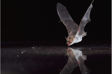 Echolocation and Its Discontents