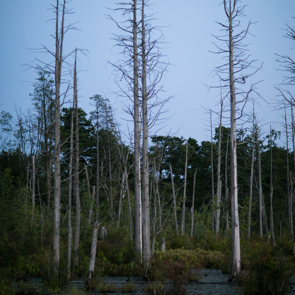 Cedar swamp.