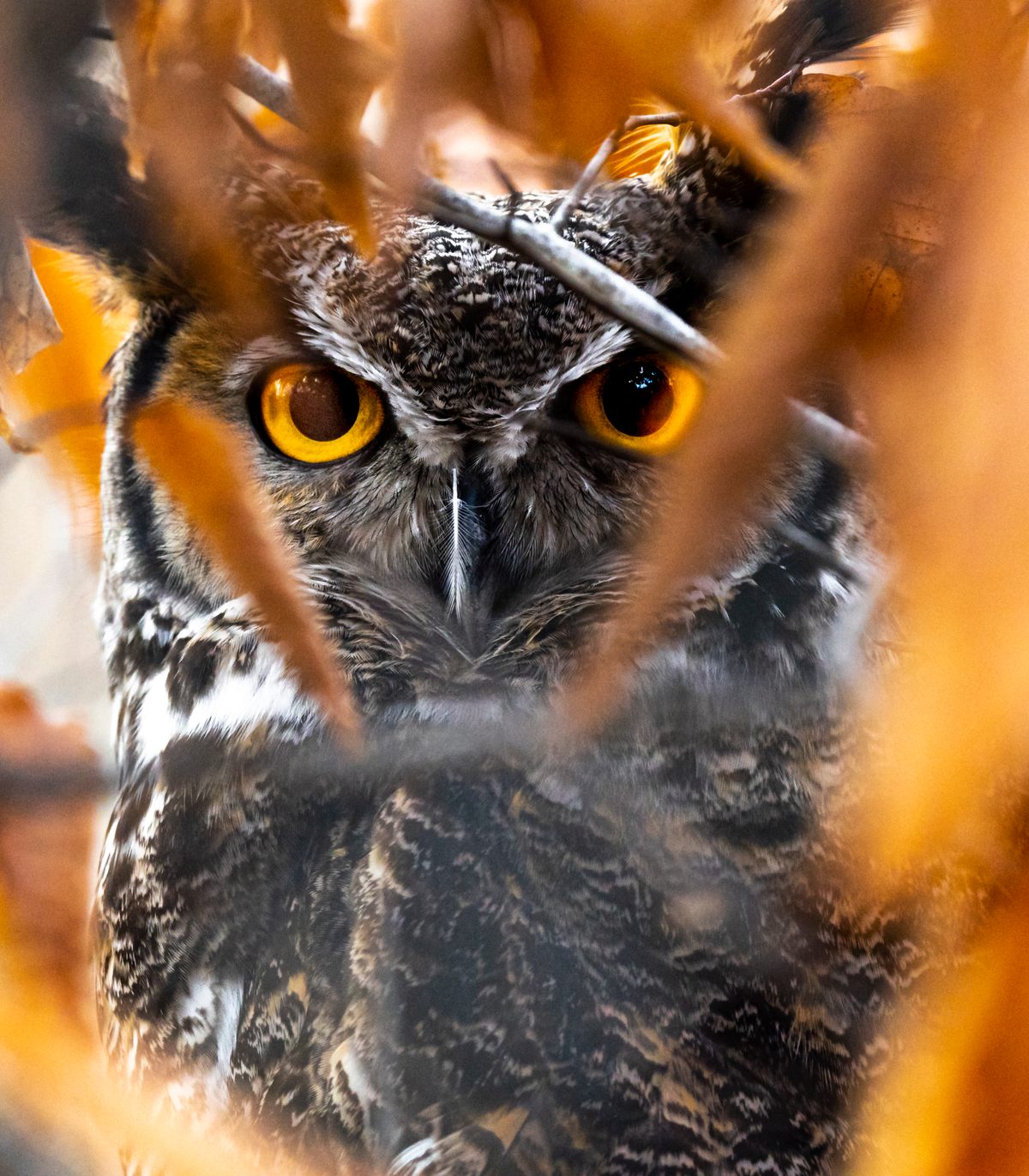 Mike Bellush's photograph of an owl at Turtle Back Zoo, in West Orange, New Jersey.