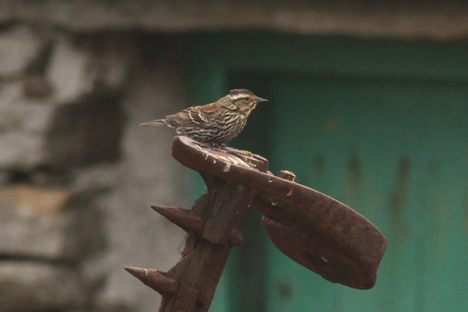 Europeans Are Losing Their Minds Over This Boring Bird
