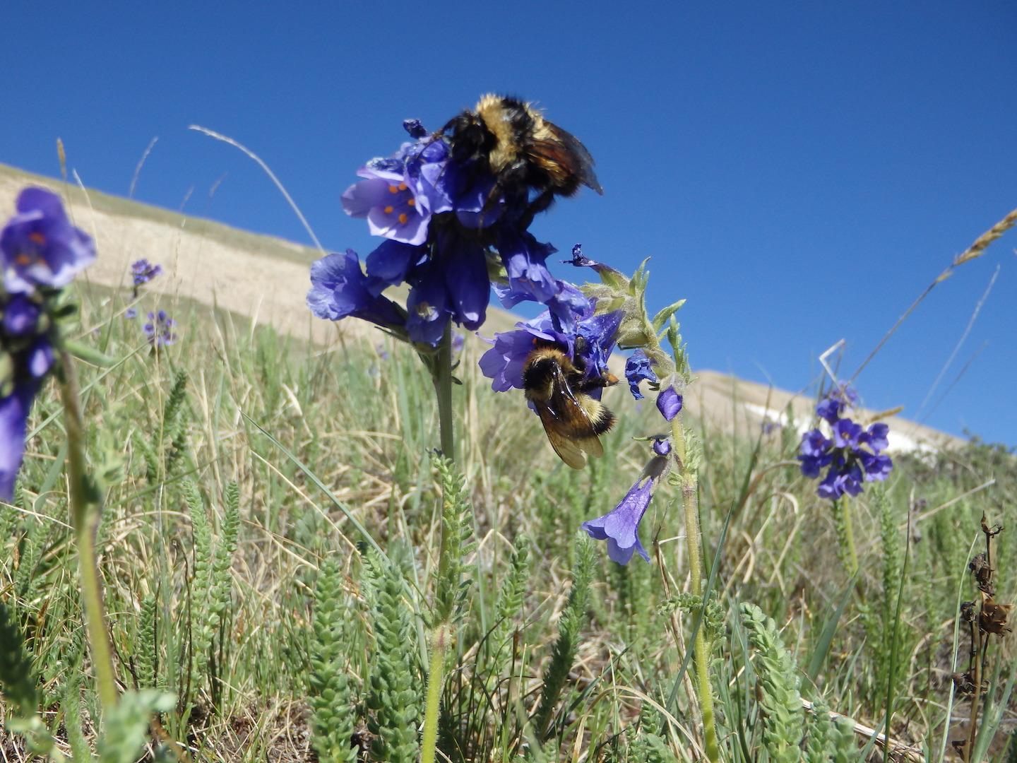 Bumblebees pollinating flowers during the study. 