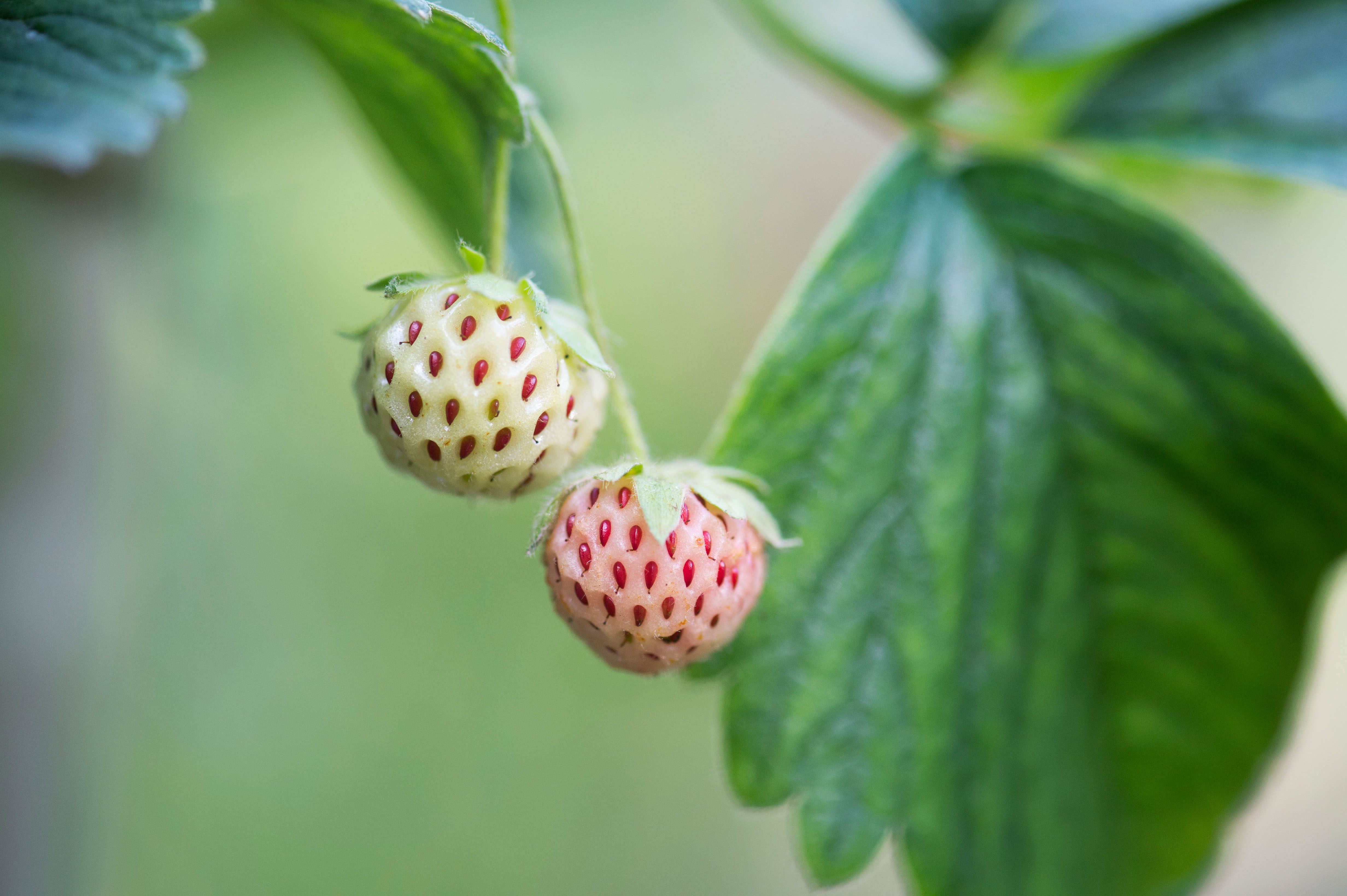 Pineberries resemble the Chilean white strawberry, but they are fundamentally different.