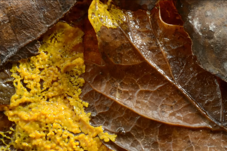 Watch Gelatinous Slime Mold Smartly Forage for Food